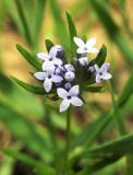 Asperula arvensis