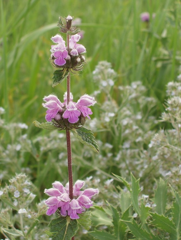 Image of Phlomoides hybrida specimen.