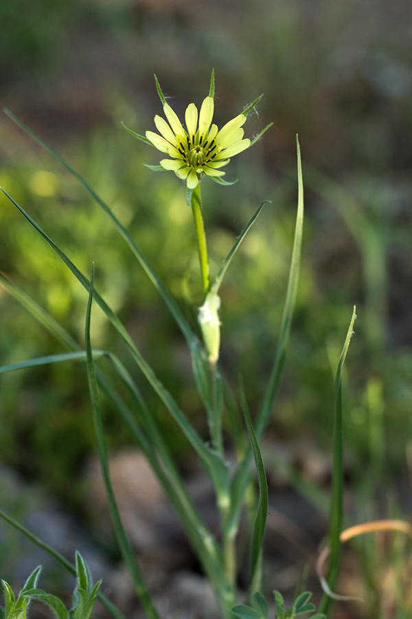 Image of Tragopogon dubius specimen.