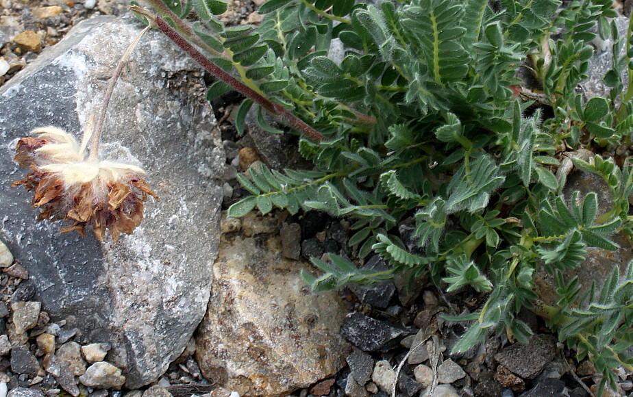 Image of Anthyllis montana specimen.