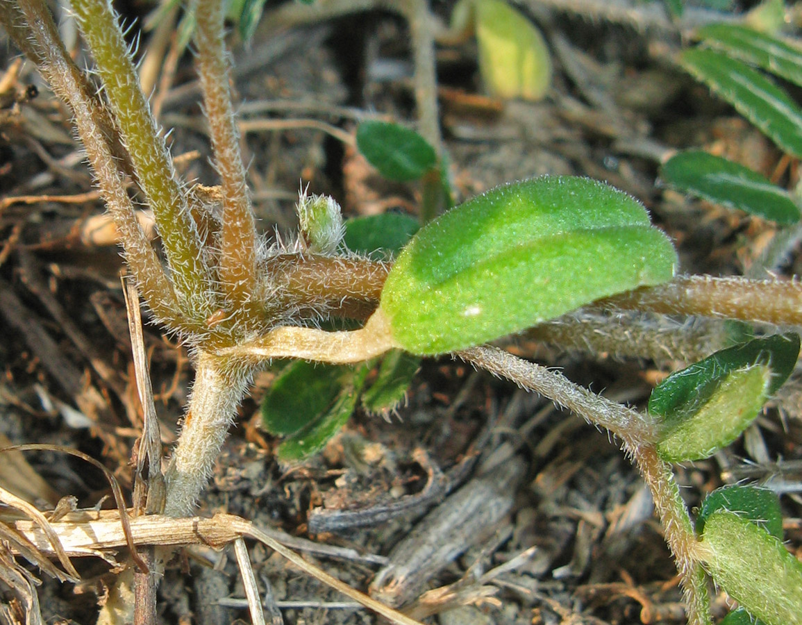 Image of Tribulus terrestris specimen.