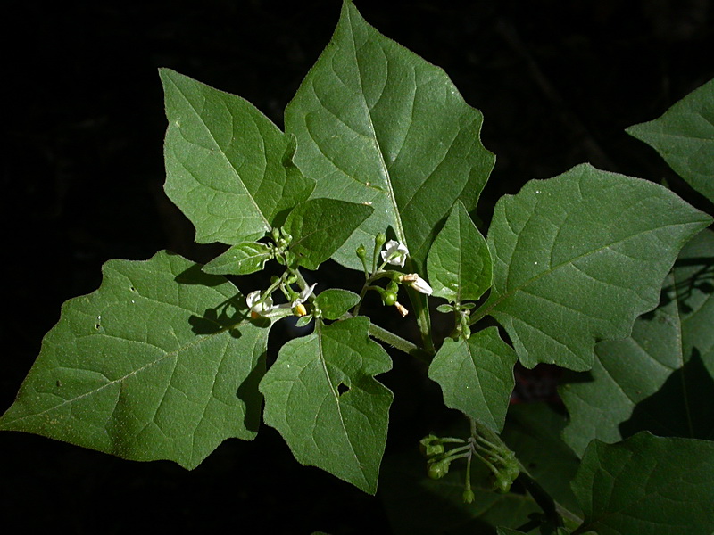 Изображение особи Solanum nigrum.