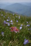 Taraxacum porphyranthum