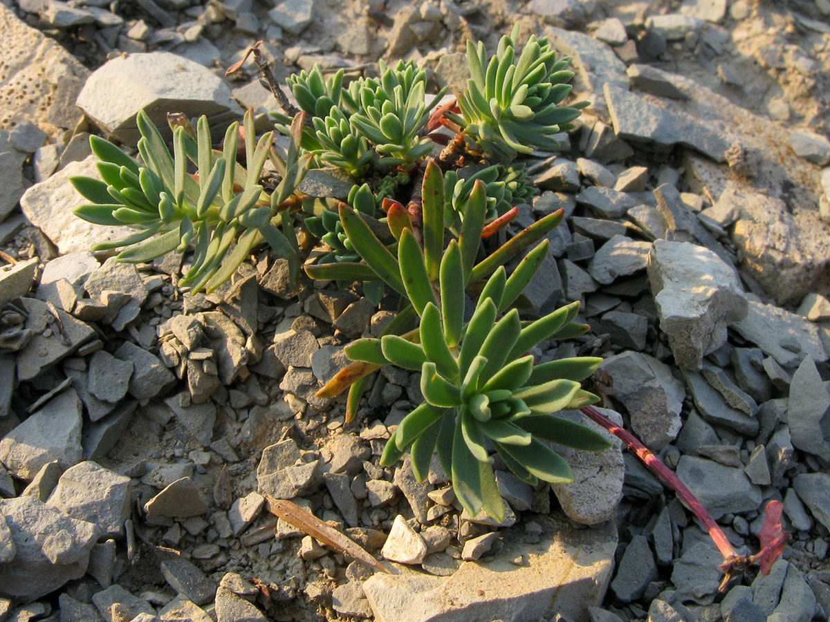 Изображение особи Euphorbia petrophila.