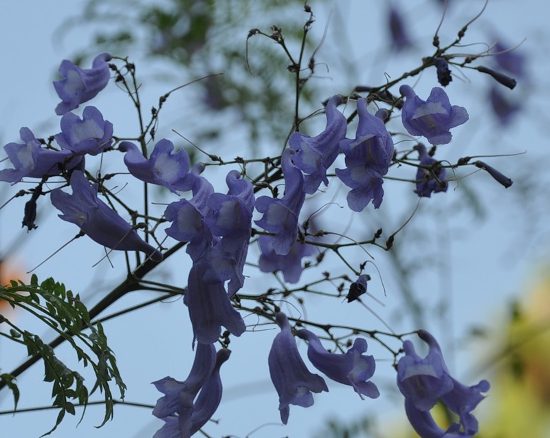 Изображение особи Jacaranda mimosifolia.