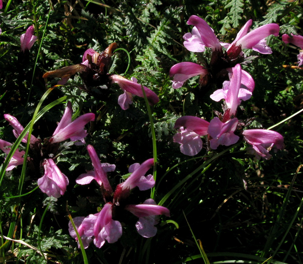 Изображение особи Pedicularis fissa.