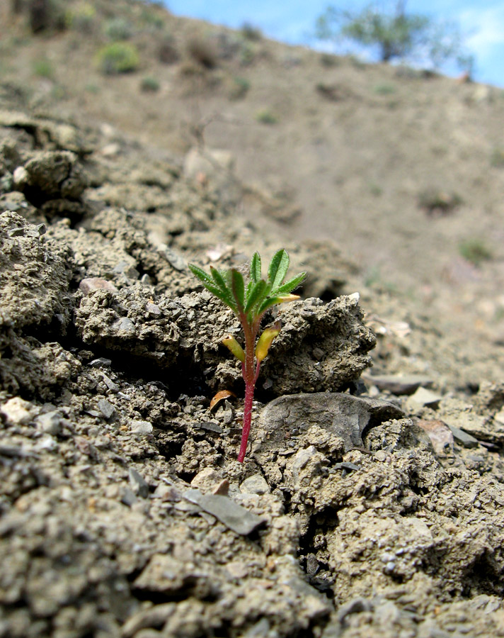 Image of Cleome canescens specimen.