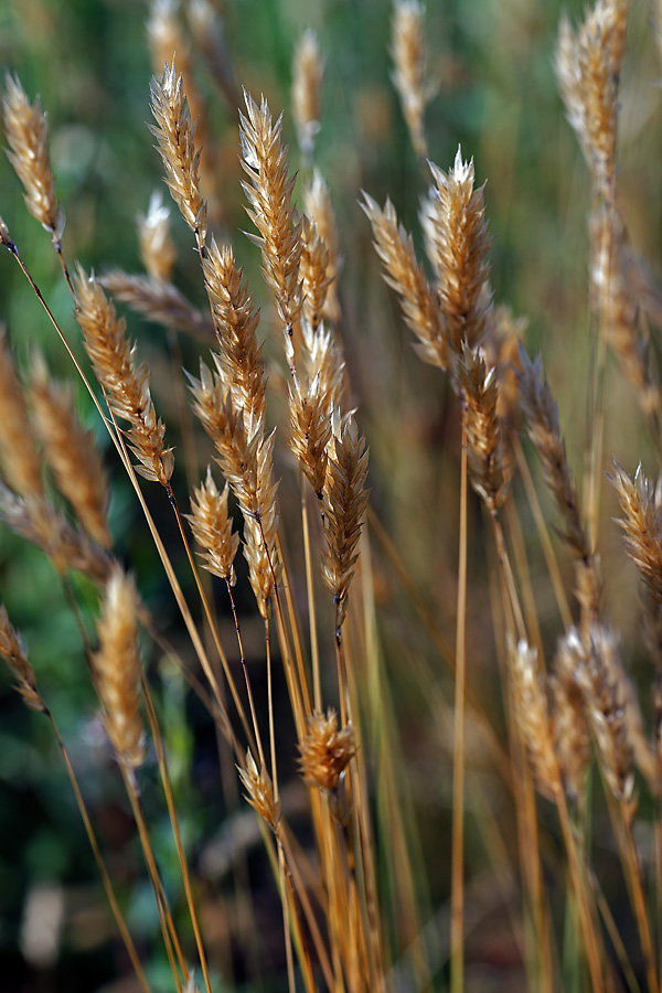 Image of Anthoxanthum odoratum specimen.