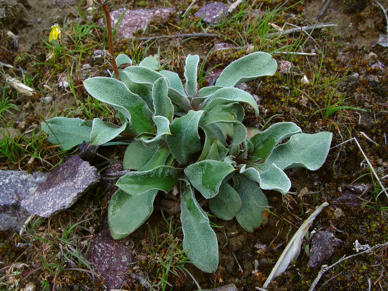 Image of Goniolimon strictum specimen.