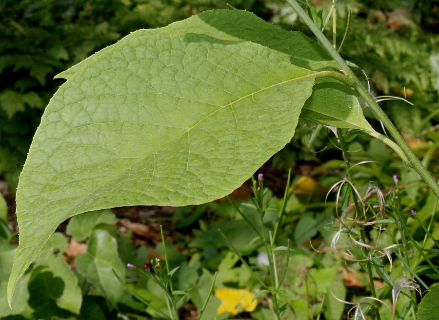 Image of Pterostyrax hispidus specimen.