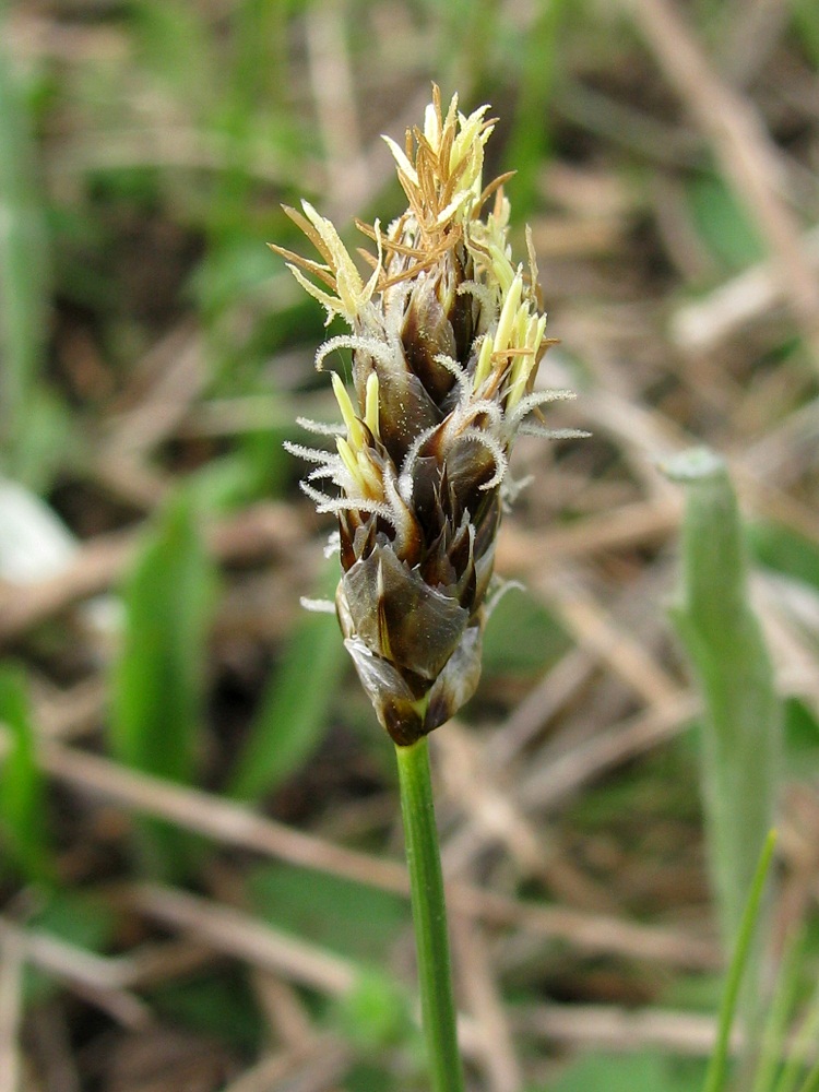 Image of genus Carex specimen.