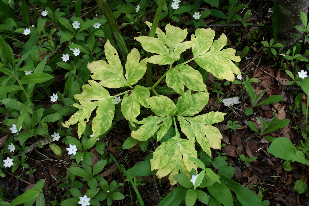 Image of Angelica sachalinensis specimen.