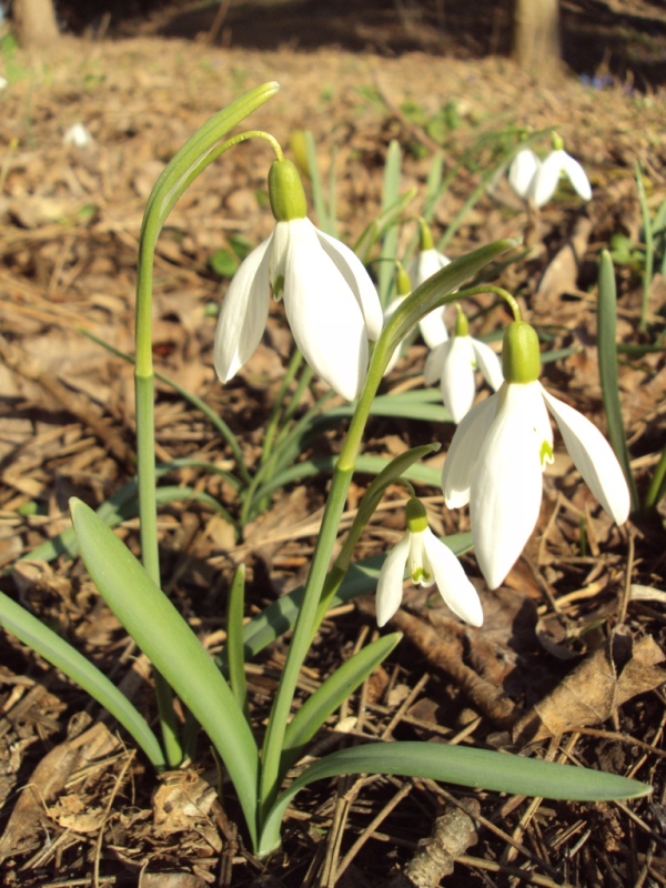 Изображение особи Galanthus nivalis.