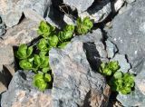 Sedum oppositifolium