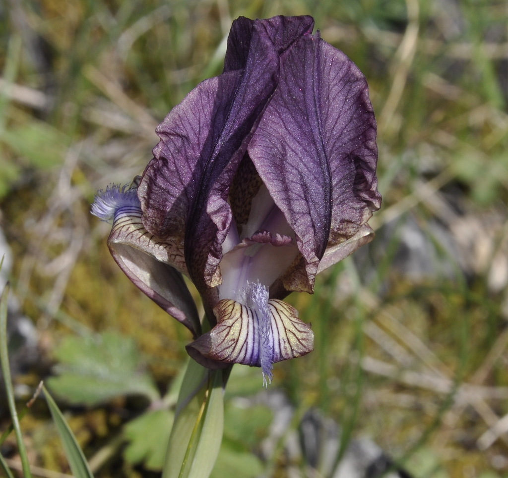 Image of Iris suaveolens specimen.