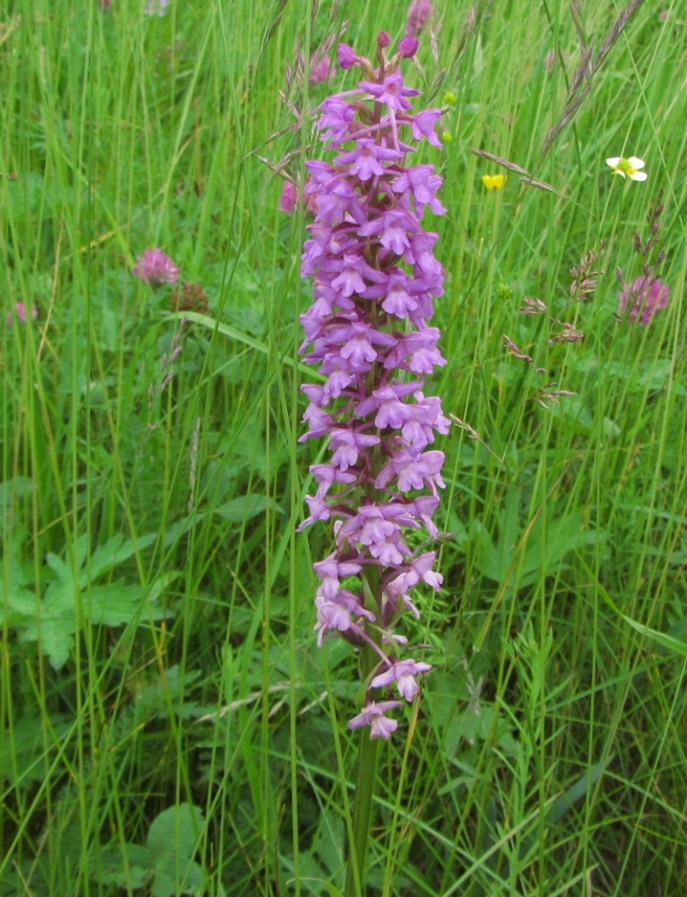 Image of Gymnadenia conopsea specimen.