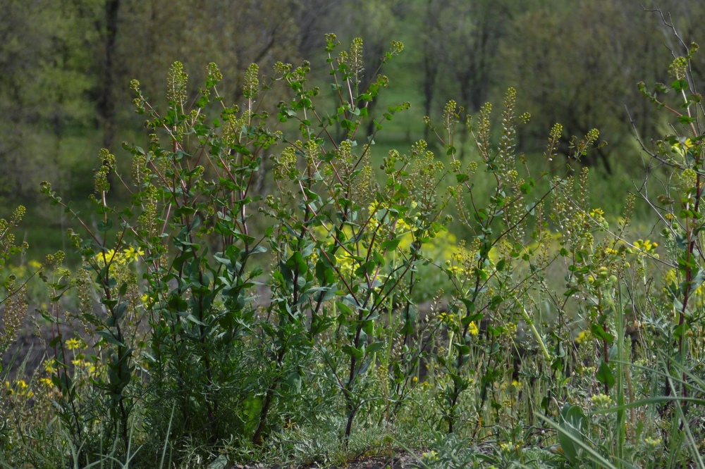 Image of Lepidium perfoliatum specimen.