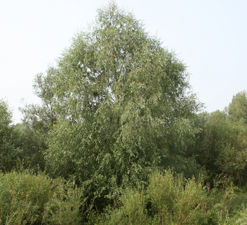 Image of genus Salix specimen.