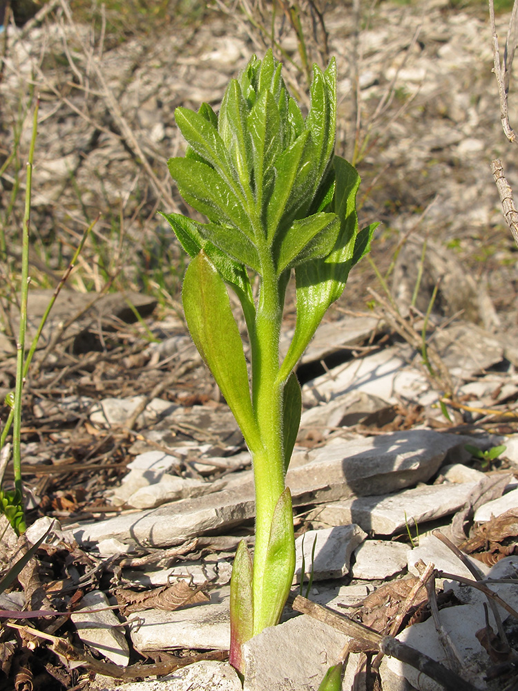 Image of Dictamnus caucasicus specimen.