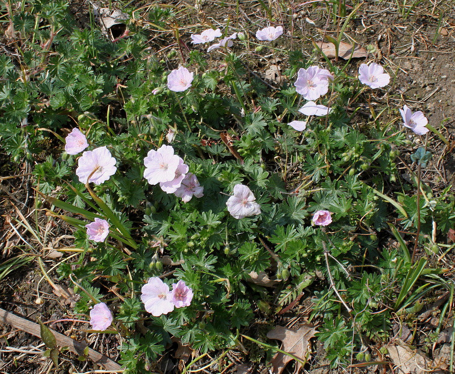 Изображение особи Geranium sanguineum.