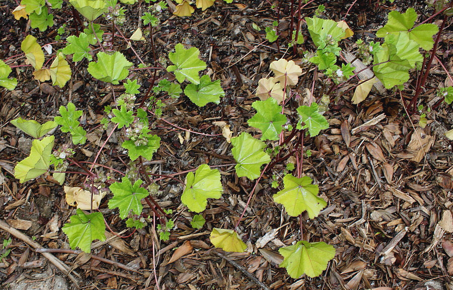 Image of genus Malva specimen.