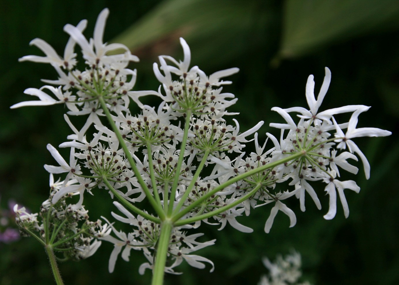 Image of Heracleum apiifolium specimen.