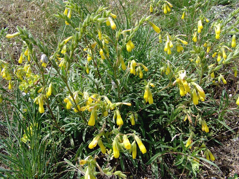 Image of Onosma caucasica ssp. oligotricha specimen.