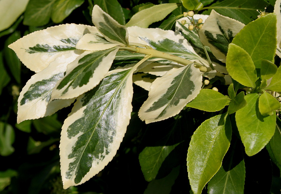 Image of Euonymus japonicus specimen.