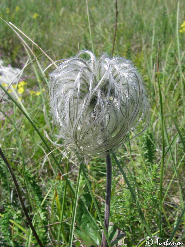 Image of Clematis integrifolia specimen.