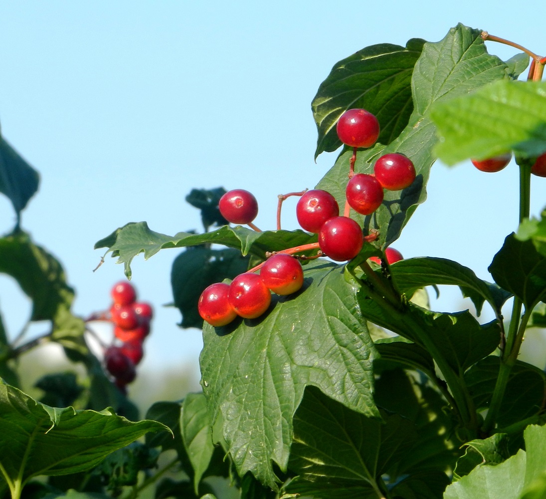 Изображение особи Viburnum opulus.