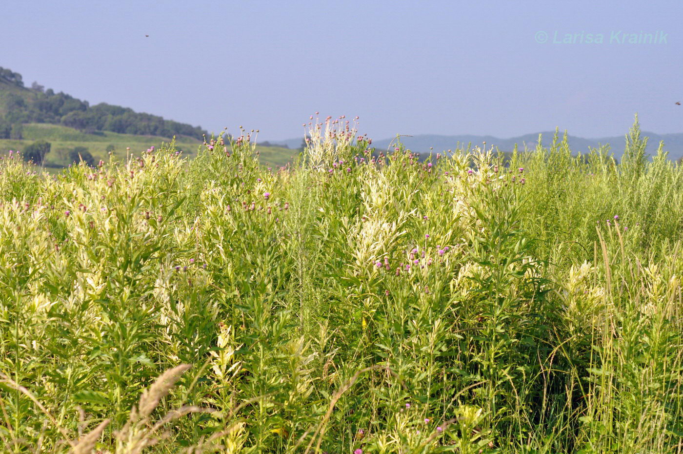 Изображение особи Cirsium setosum.