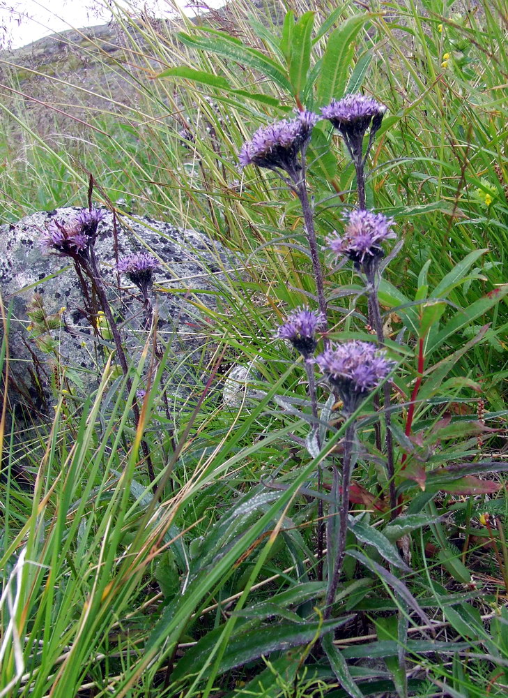 Изображение особи Saussurea alpina.