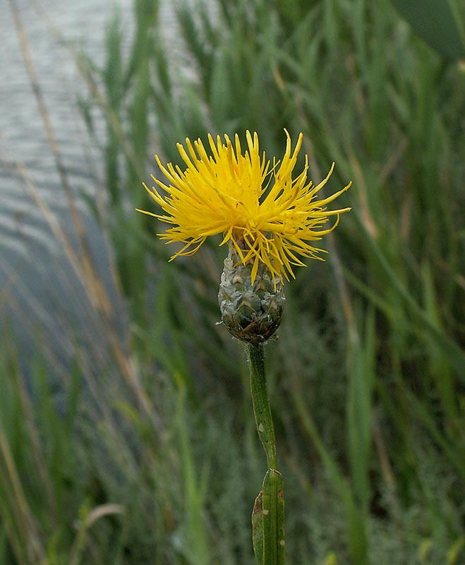 Image of Chartolepis intermedia specimen.