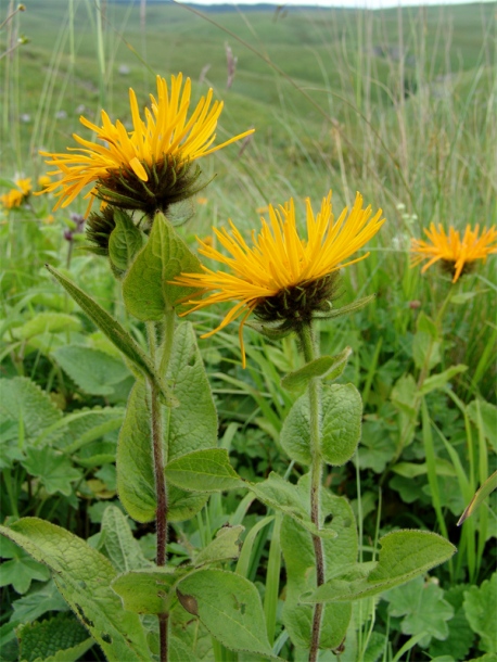 Изображение особи Inula orientalis.