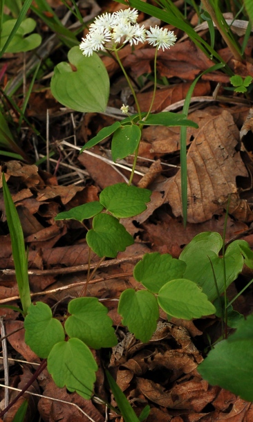 Image of Thalictrum filamentosum specimen.