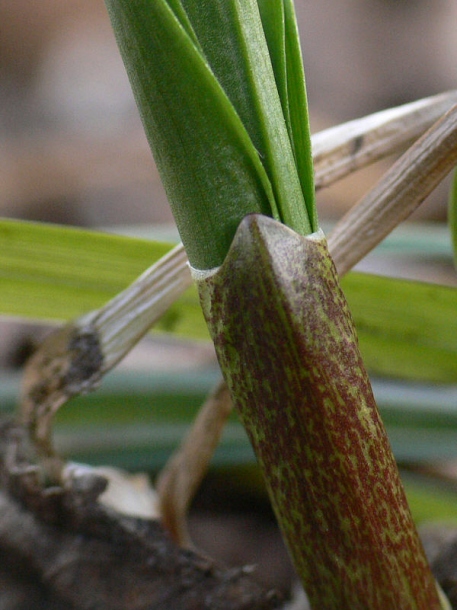 Image of Allium ochotense specimen.