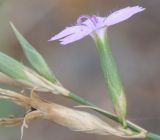 Dianthus gracilis