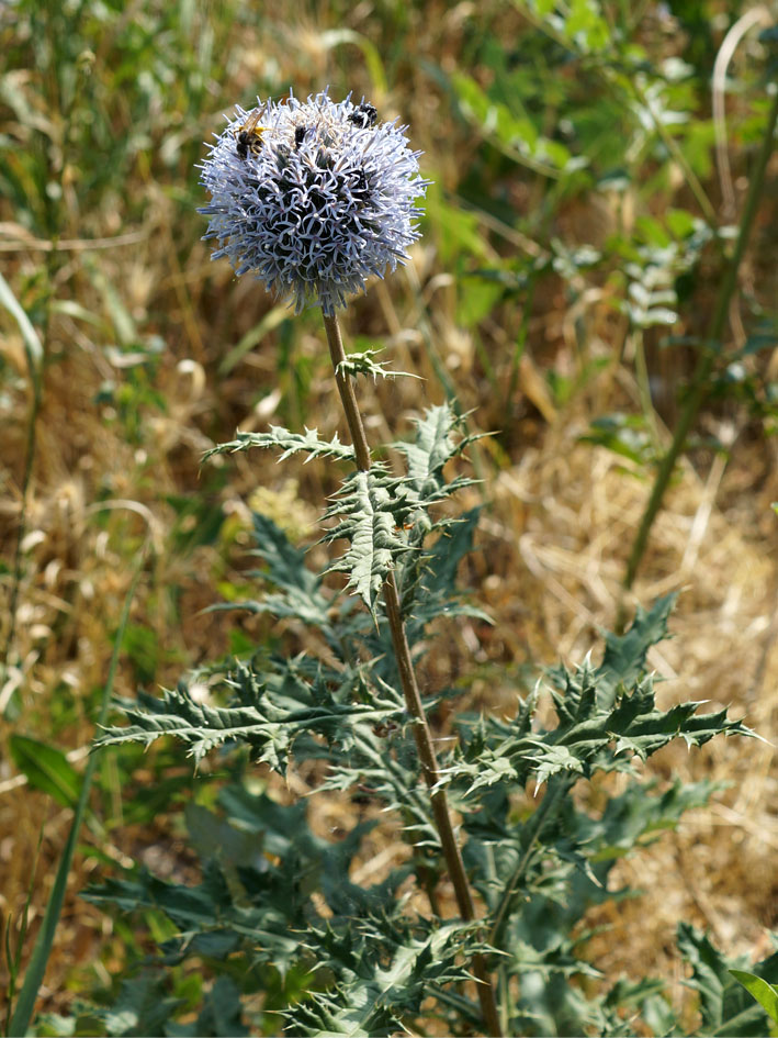 Image of Echinops chantavicus specimen.