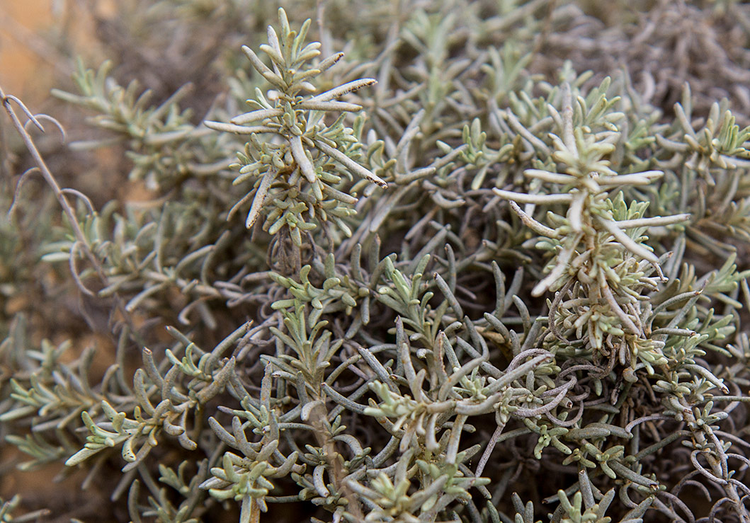 Image of Helichrysum italicum specimen.