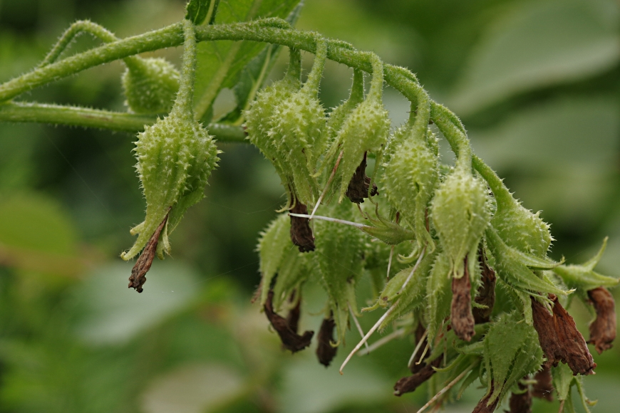 Image of Symphytum &times; uplandicum specimen.