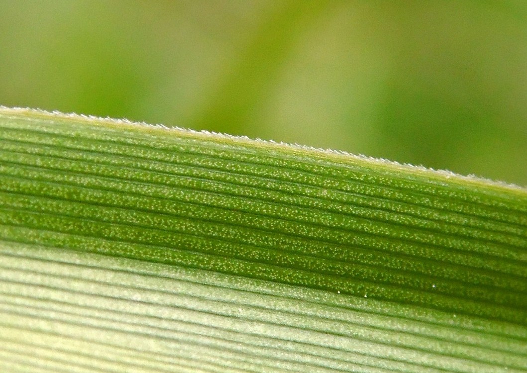 Image of Scirpus sylvaticus specimen.