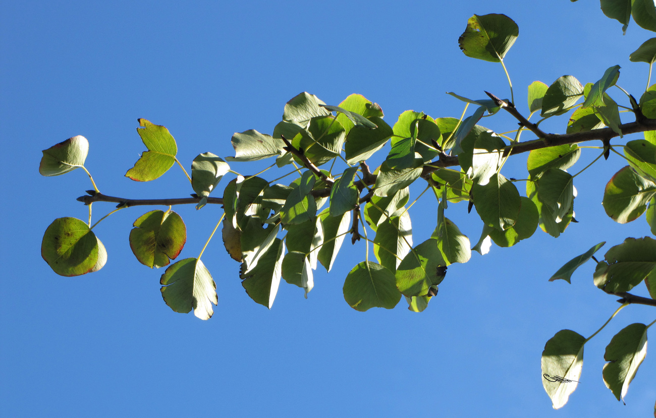 Image of Pyrus pyraster specimen.