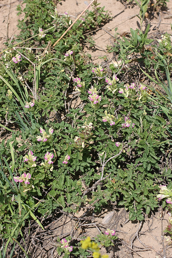 Image of Scutellaria adsurgens specimen.