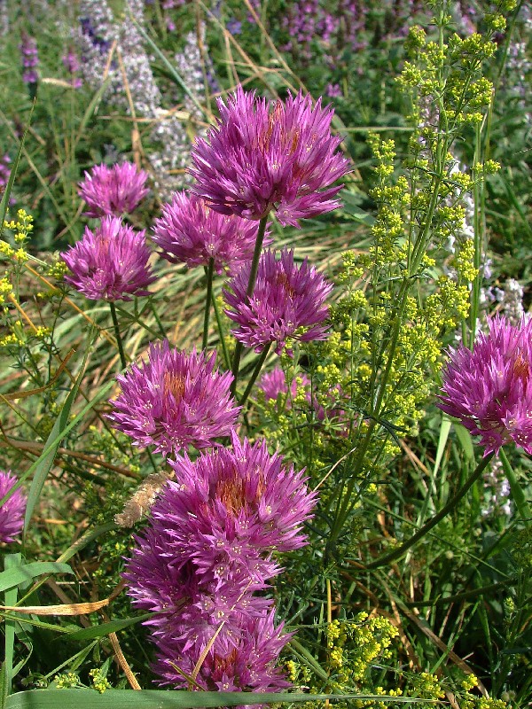 Image of Allium barsczewskii specimen.