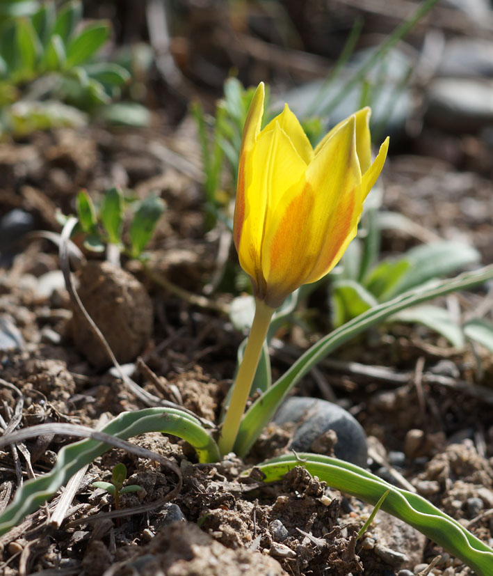 Изображение особи Tulipa tetraphylla.