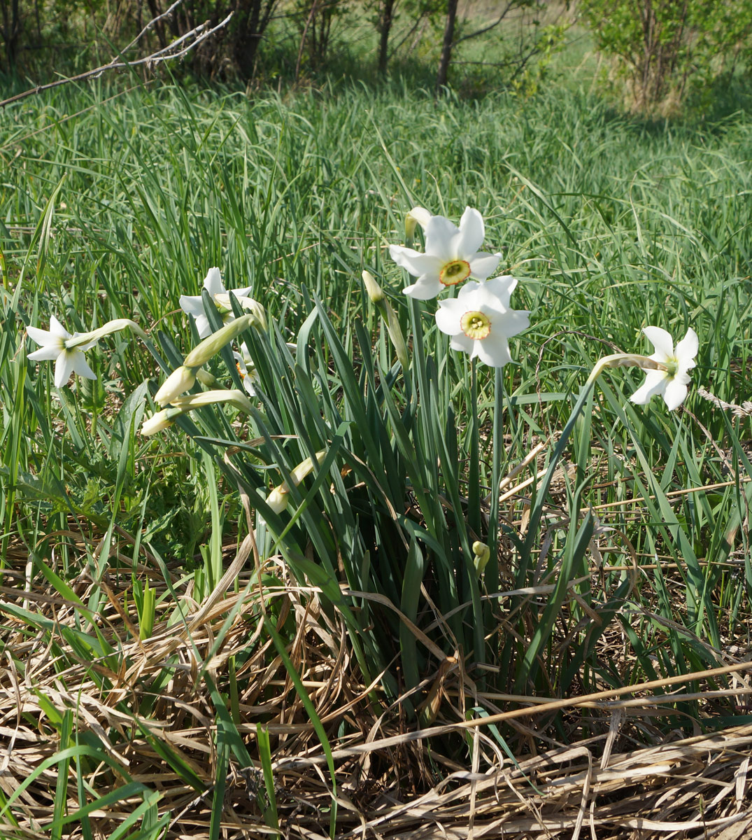 Изображение особи Narcissus poeticus.