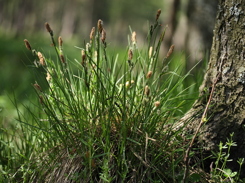 Image of Carex cespitosa specimen.