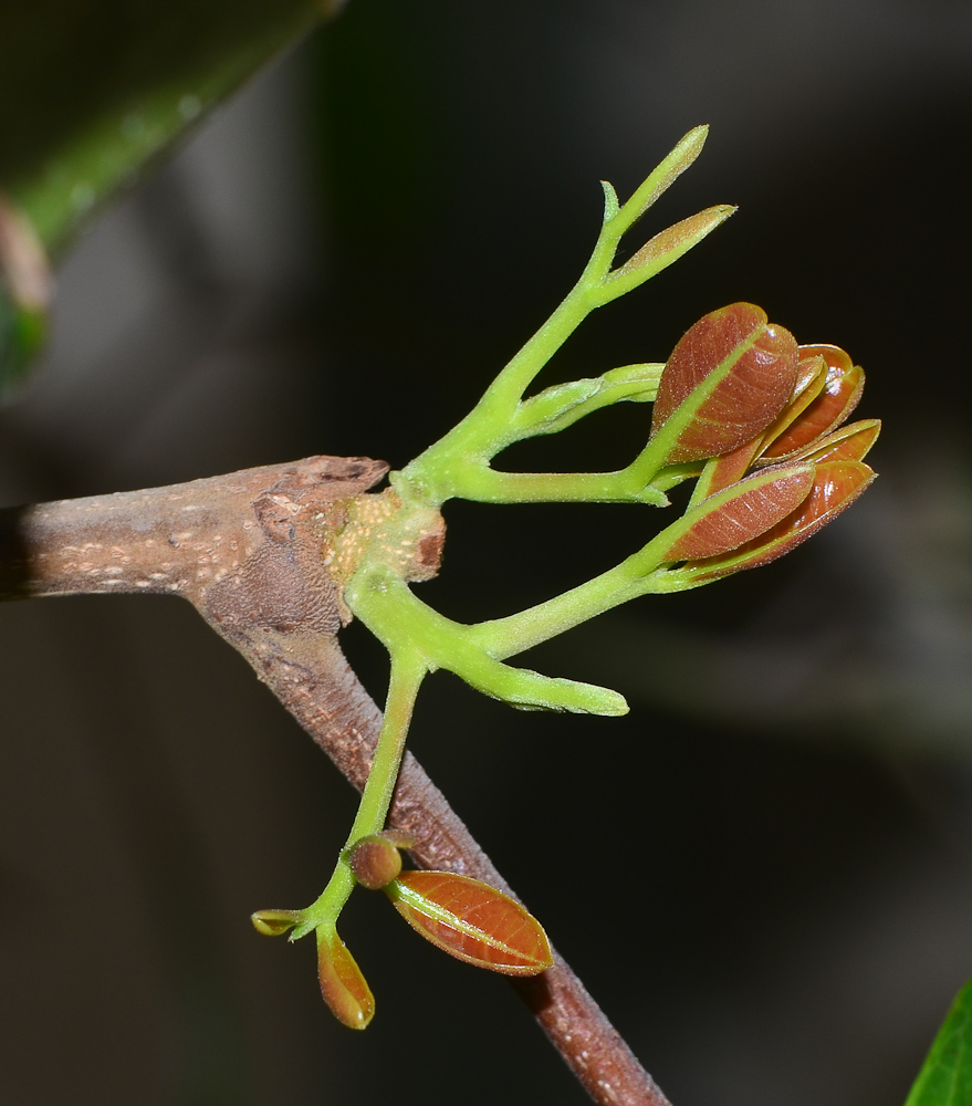 Изображение особи Cupaniopsis anacardioides.