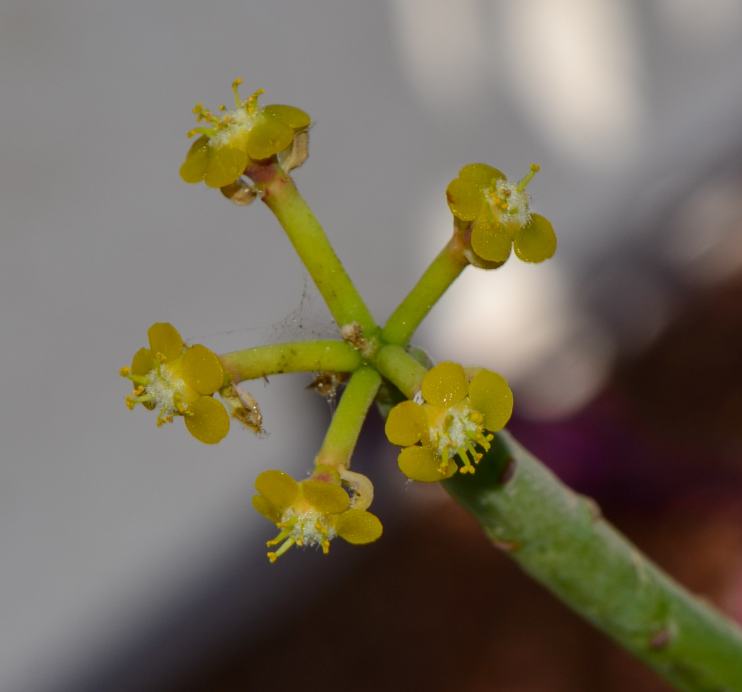 Image of Euphorbia schimperi specimen.