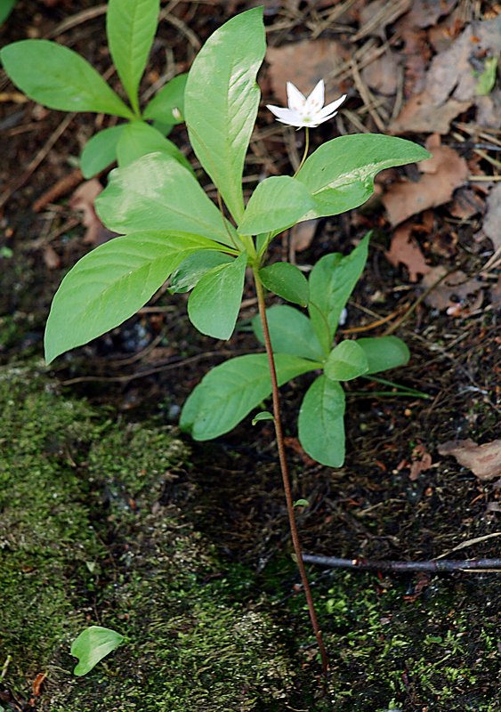 Изображение особи Trientalis europaea.